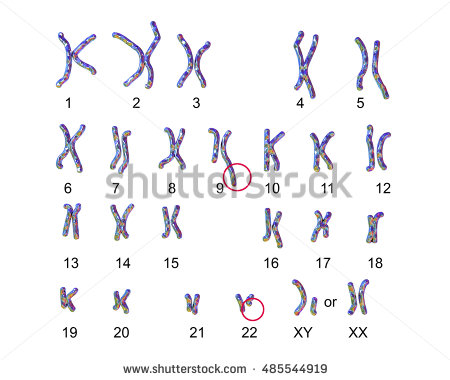 stock photo philadelphia chromosome karyotype male or female d illustration showing defective and 485544919